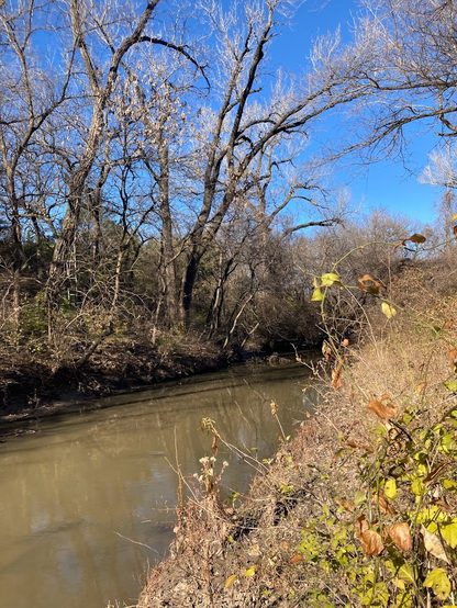 Creek, very dry weeds and brush lining the murky water. Sky is cloudless and brilliant blue. There was no wind. 