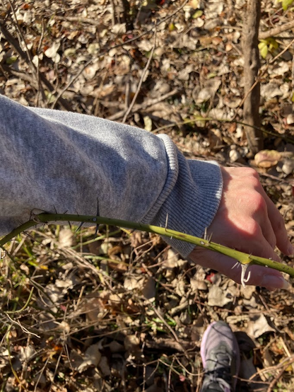 I was snagged by thorns. My arm, gray sweatshirt, dry leaves on the ground. 