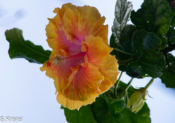 Single large hibiscus blossom in side view variegated from deep pink in the center through red orange to yellow orange at the outer edges. Framed by deep green leaves and a single unopened bud against a cloudy sky.