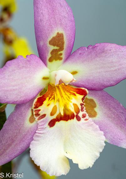 Close-up shot of an orchid. Petals are light purple with white at the center, the lower petal, celled the lip is a white skirt at the bottom and orange and rust markings on the upper part. Background is aqua blue.