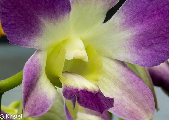 Close-up shot of a single Dendrobium orchid. The petals are purple on the outside and white to yellow on the inside. The column or reproductive part is yellow.