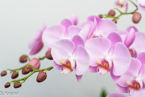Several sprigs of light pink Phalaenopsis orchids arching across the frame from right to left with several closed buds at the tips. The closest sprig is in focus and the others are out of focus.