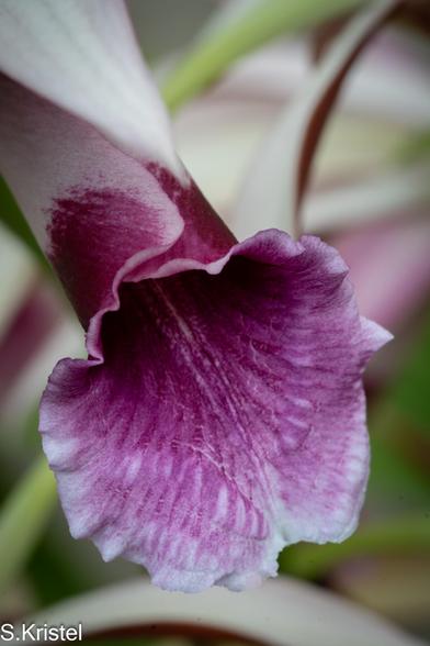 Close-up shot of a magenta orchid that is hooded with a large lip splayed out at the bottom.
