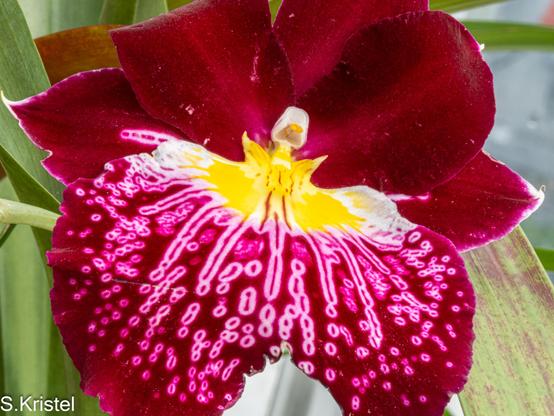 Close-up shot of a single Miltonia orchid blossom. the upper petals are a solid maroon color and the lip, the lower skirt of the orchid is mottled pink and maroon and the reproductive parts are white and yellow.
