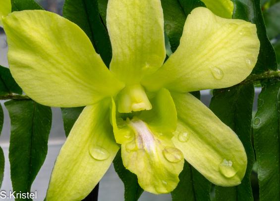 A close-up shot of a yellowish green dendrobium orchid with water droplets on the lower petals and lip.