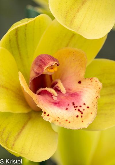 Close-up shot of a yellow Cymbidium orchid with a large lip and reproductive area in contrasting pink which looks like a little bug with front legs forward gazing out.