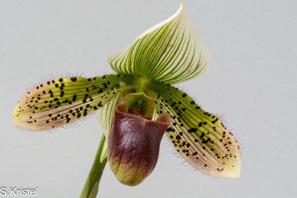 Close-up shot of a lady slipper orchid that has a  large brown sac for its reproductive parts and and three petals striped in green on a cream background.