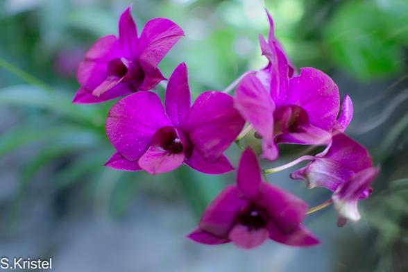 A grouping of five purple orchid blossoms with a greenish background.