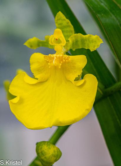 Close-up shot of a single yellow oncidium orchid blossom. It has a large wide lower lip that looks like a skirt leading up to the column of reproductive parts and at the back three yellow narrow petals forming a cross-like shape.