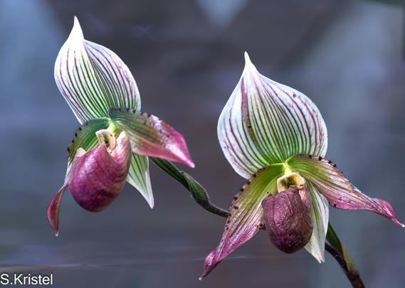 Two lady slipper orchids against a bluish purple background.