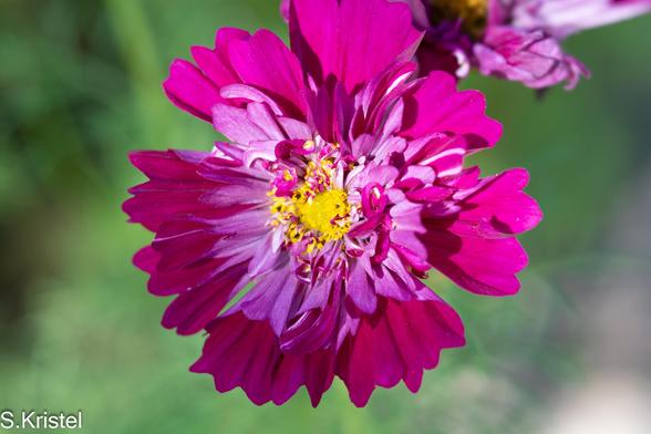 Close-up shot of a single daisy like magenta and lavender flower with a yellow center.