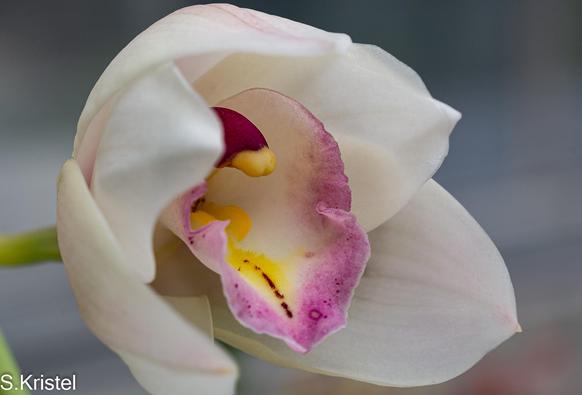 Single white Cymbidium orchid opening up with pink markings on large lip and dark column (reproductive parts).