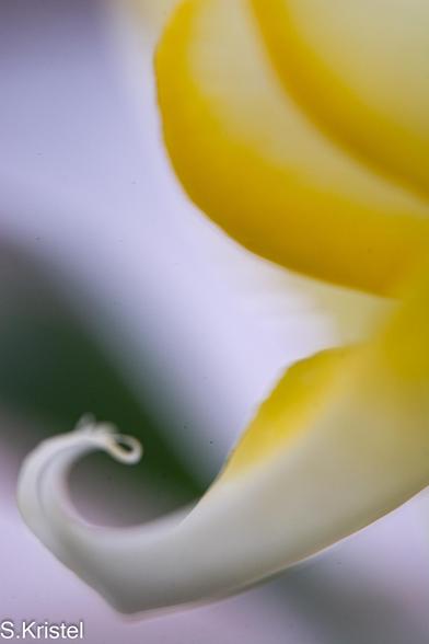 Close-up side view of an orchid, highly stylized emphasizing curved lines.