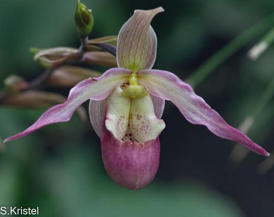 Close-up shot of a single Lady Slipper Orchid, pink with a large bulbous lip, one narrow petal on each side and an upright petal at the top. Background is mostly green.