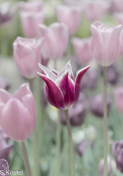 A lone brightly colored magenta tulip with pointy petals at the front of a bed of tulips all pale pink with closed petals.