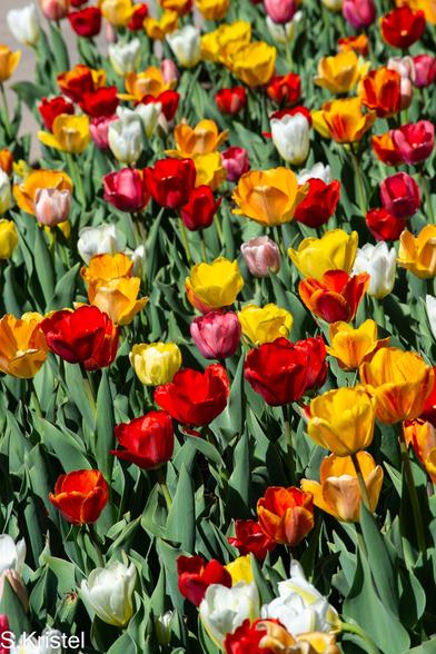 A bed of red, yellow and white Spring tulip with green foliage as a background.