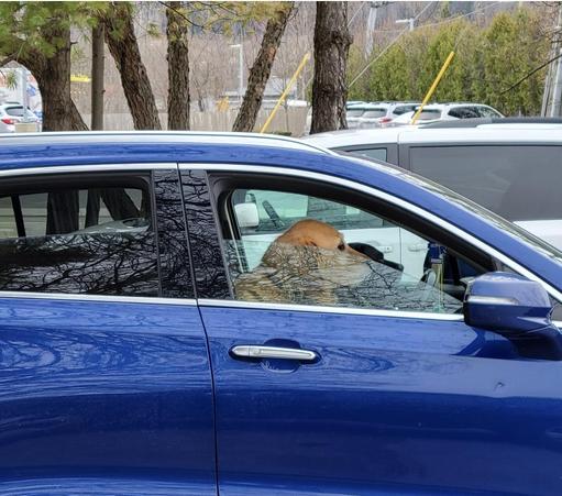 Three dogs in a car waiting outside of the bank, probably up to no good.