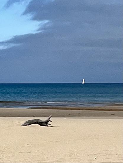 A sandy beach scene with a gray object resembling a seal lying near the shoreline. In the background, calm blue water extends to the horizon, where a sailboat is visible under partially cloudy skies.