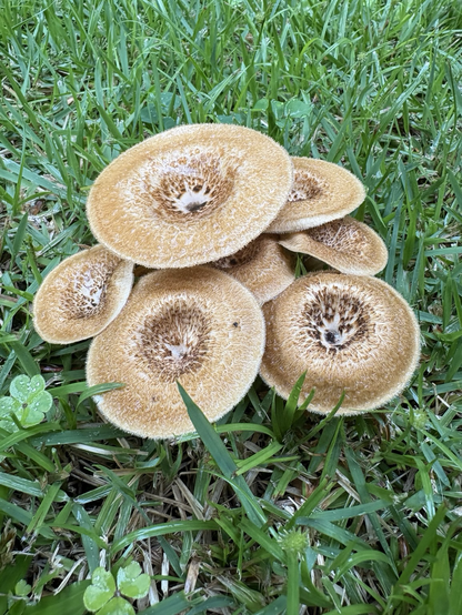 A colony of beige colored mushrooms surrounded by green grass