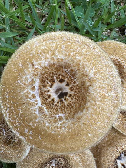 A close-up of one of the beige colored mushrooms, perfectly cylinder with a darker brown center.