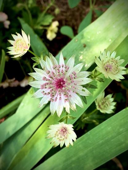 A cluster of light pink and white flowers with pointed petals, surrounded by green leaves. The central flower has a prominent pink center and is complemented by smaller buds nearby.