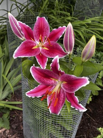 Two blooming pink lilies and three unopened 