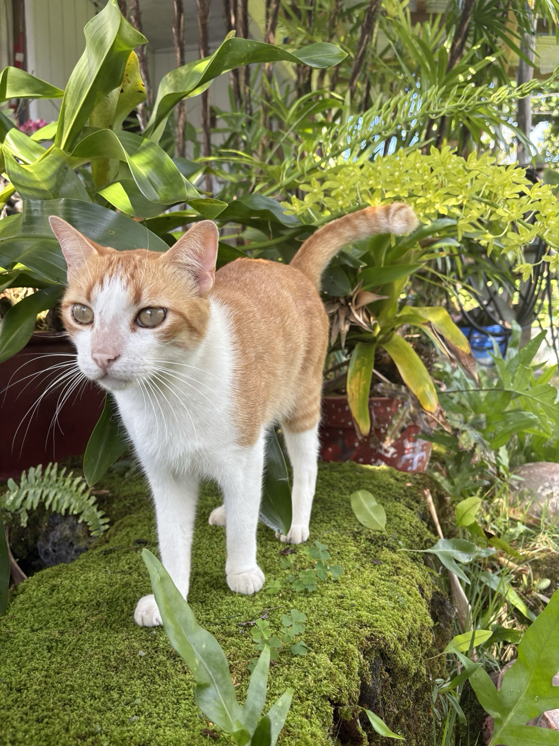 Junior is a white and ginger striped cat with a bushy tipped tail standing on a lava rock wall, covered with moss surrounded by plants, including a large orchid with two sprays of small orchid flowers that are light green.
