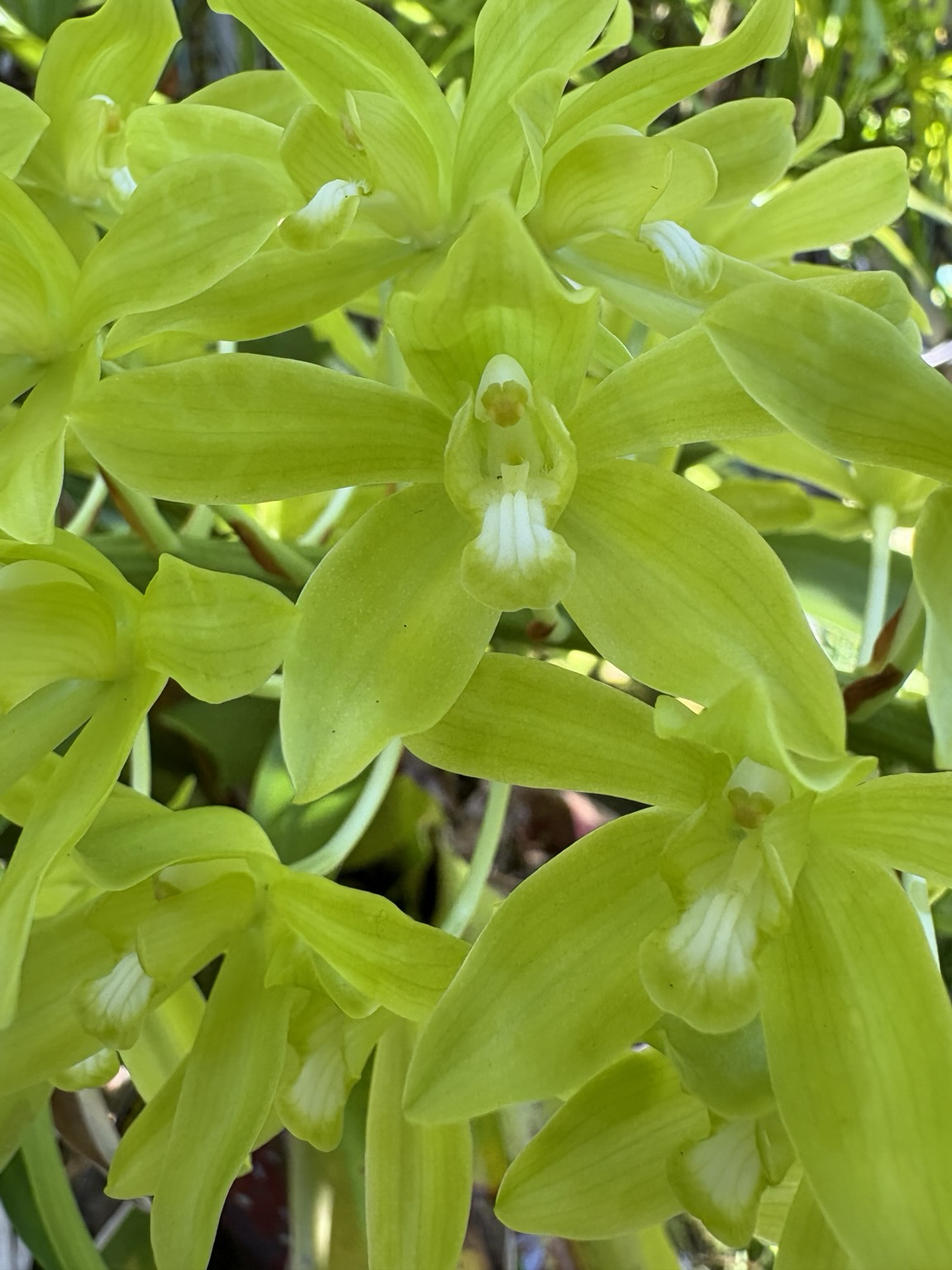 Close-up of the lovely scented orchid, light green with a white lip.
