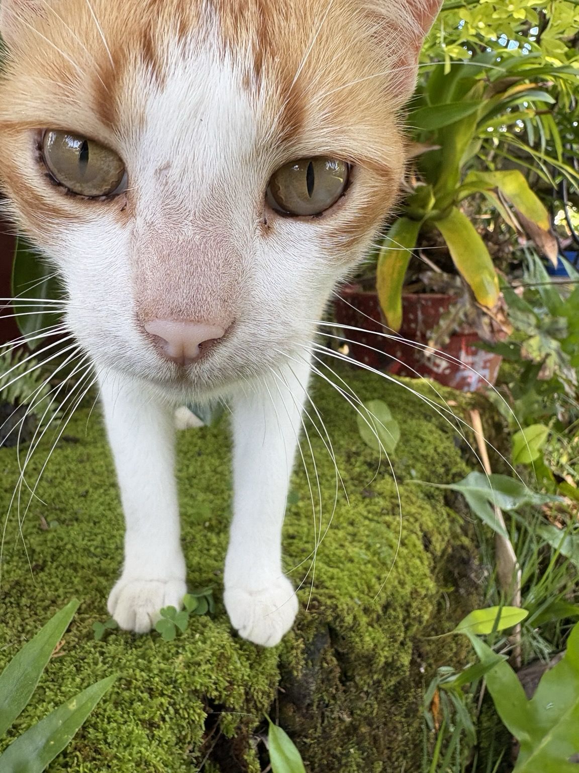 And for everybody’s enjoyment, a close-up of junior!