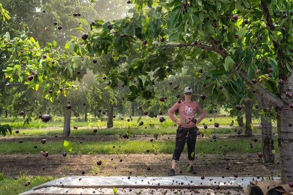 Looking down a row in a cherry orchard. Many dark red cherries appear suspended in the air over a plastic tarp as a woman in a pink shirt (from Tandem Ciders in Suttons Bay Michigan,) sunglasses, and black pants stands watching in the background with her hands on her hips. She seems to be judging the cherries… 