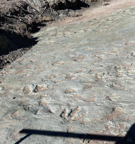 Surface with a variety of preserved animal tracks