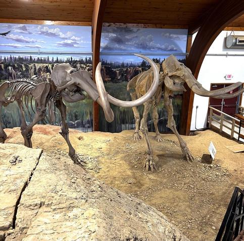 Two posed mammoth skeletons 