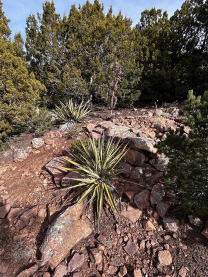 Hill slope w cactus, small trees, pinkish boulders and gravel 