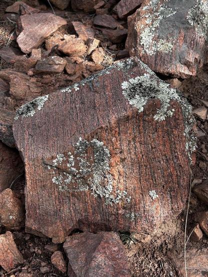 Pink and black banded gneiss boulder partially covered w light green moss 