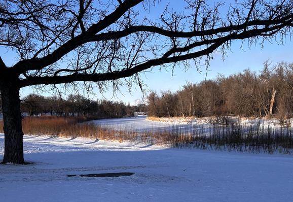 River scene with a bare deciduous tree branch stretching across the top of the image. The near bank has a gentle snow covered slope, the river is frozen and snow covered, and the far bank is tree lined.