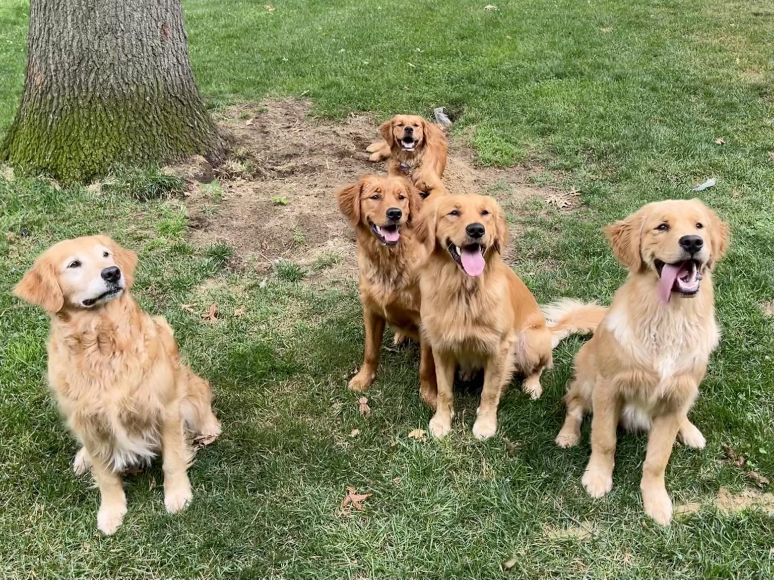 Family reunion photo of 5 golden retrievers on green grass. Mom is on the left, Brook in the back, River on the right and their brother and sister in the middle.