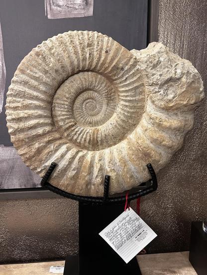 An ammonite looking stone object on a stand. The tag states it is 29.5 inches diameter, and claims it's 300 million years old, from the Atlas Mountains in Morocco. It's for sale for $1898.00