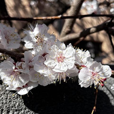 A small group of white blossoms on a tree twig
