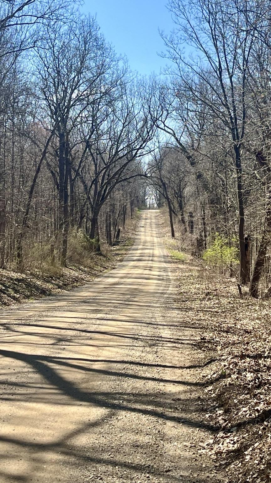 A dirt and gravel road extends into the distance, rising up a small hill. Bare branches on deciduous trees line the road. Small patches of green on bushes give a slight bit of color. The sky is finally blue.