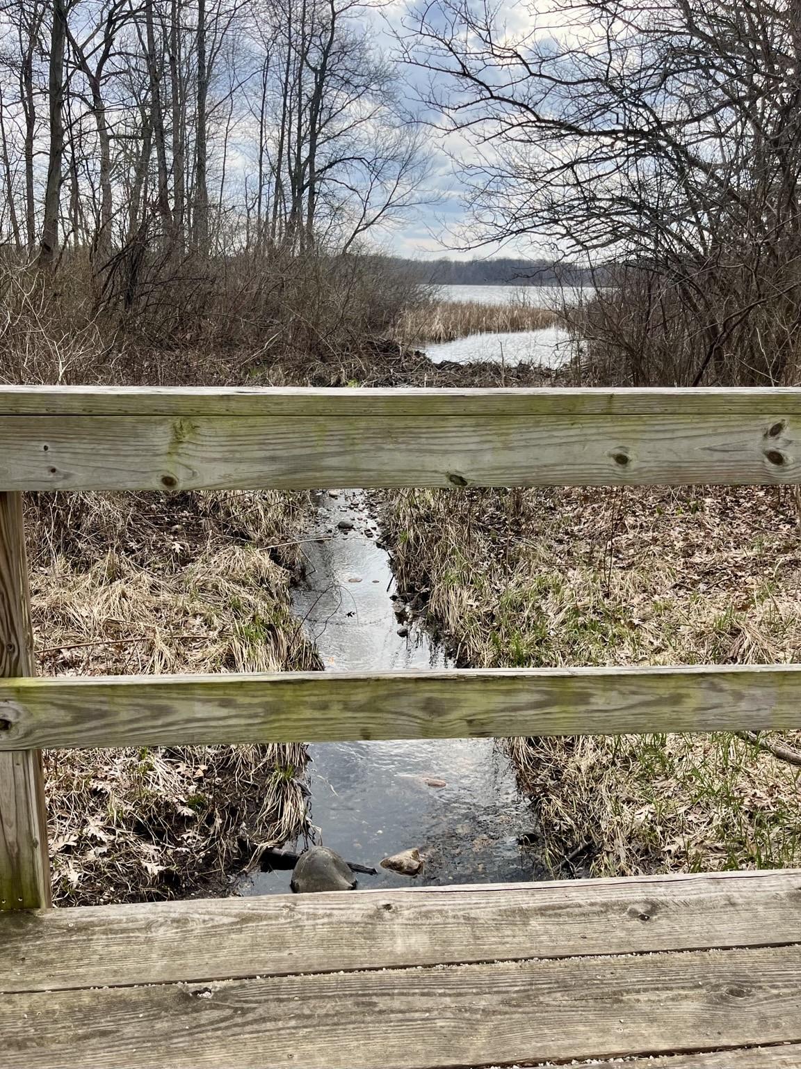View from a wooden bridge over a creek that leads to a lake. The area is marshy. It’s a part of the park that is closed to traffic and I never see anyone here except one lunchtime on a summer day where about 6 high school boys were clearly stoned so I made a point to stop for a minute and make small talk with them just because I remember what it was like to be a high schooler hanging out on a bridge….