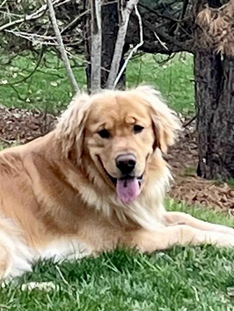 Golden retriever laying on grass and turning his head towards the camera and smiling at you.