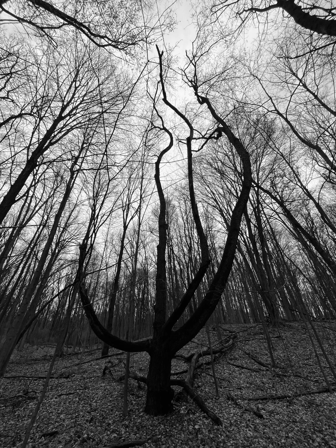 An old tree with long twisted branches like a chalice reaches up to the sky, surrounded by many other trees. They all reach towards a hidden sun behind thick grey clouds.