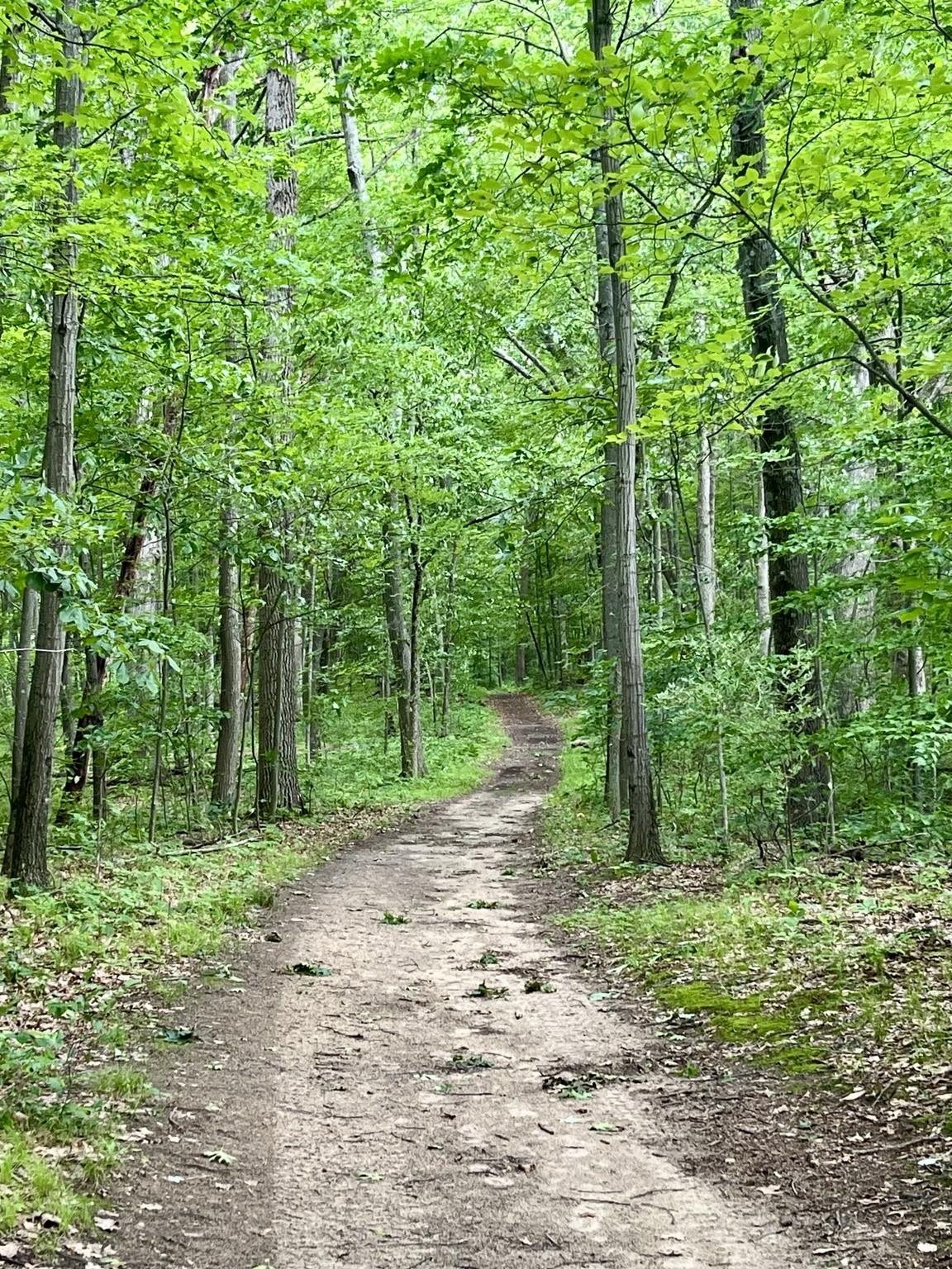 A winding dirt path through a lush green forest, surrounded by trees and foliage.