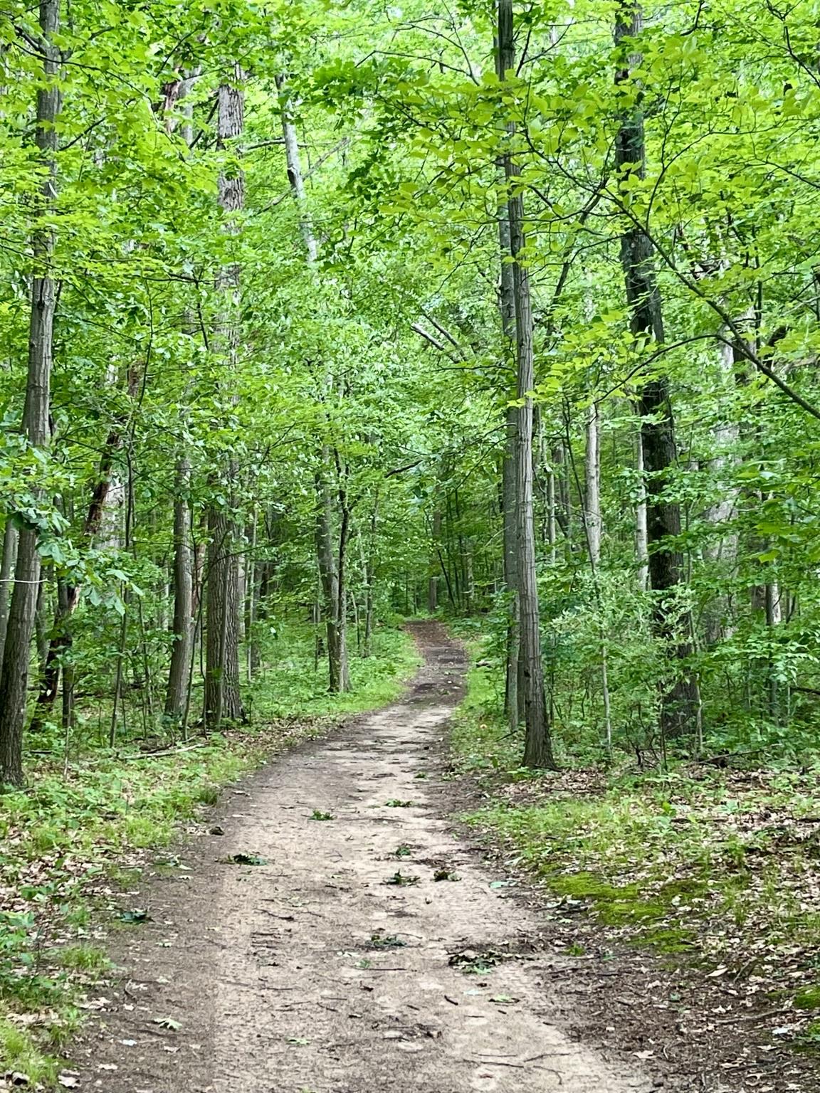 A winding sandy-dirt path in the woods. It arcs left and right through the green trees.