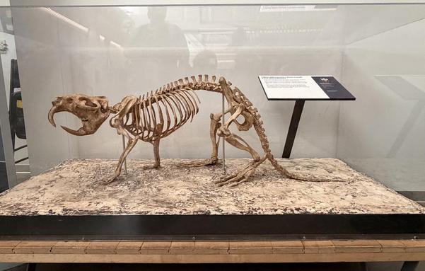 Display of a giant beaver skeleton.