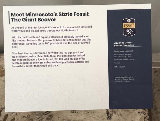 Sign:
Meet Minnesota's State Fossil:
The Giant Beaver
At the end of the last ice age, this rodent of unusual size inhabited waterways and glacial lakes throughout North America.
With its buck teeth and aquatic lifestyle, it probably looked a lot like modern beavers. But you would have noticed at least one big difference: weighing up to 200 pounds, it was the size of a small bear.
Size isn't the only difference between this ice age giant and its modern cousins. Scientists think the giant beaver …