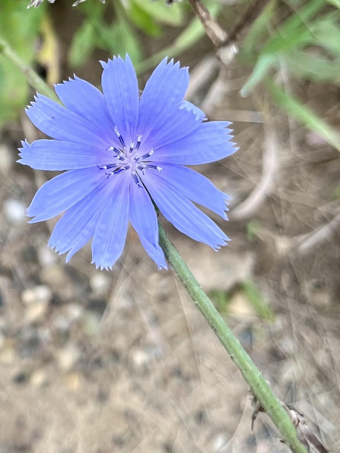 Close up of a small blue chicory flower by the side of the road.